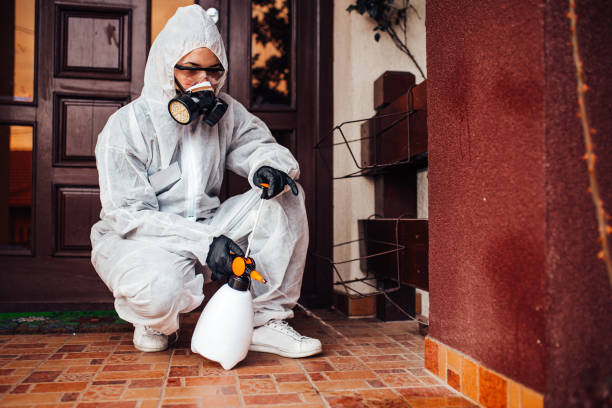 Attic and Crawl Space Rodent Treatment in Sayville